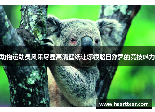 动物运动员风采尽显高清壁纸让您领略自然界的竞技魅力